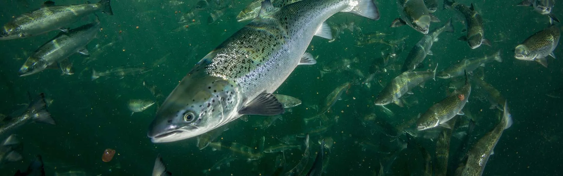 Natlenianie w akwakulturze