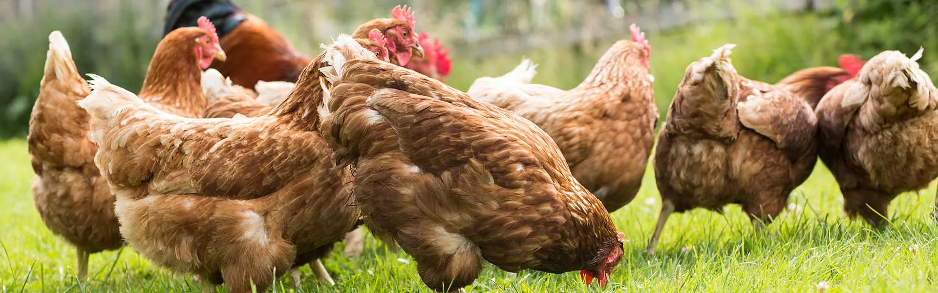 Oszałamianie zwierząt