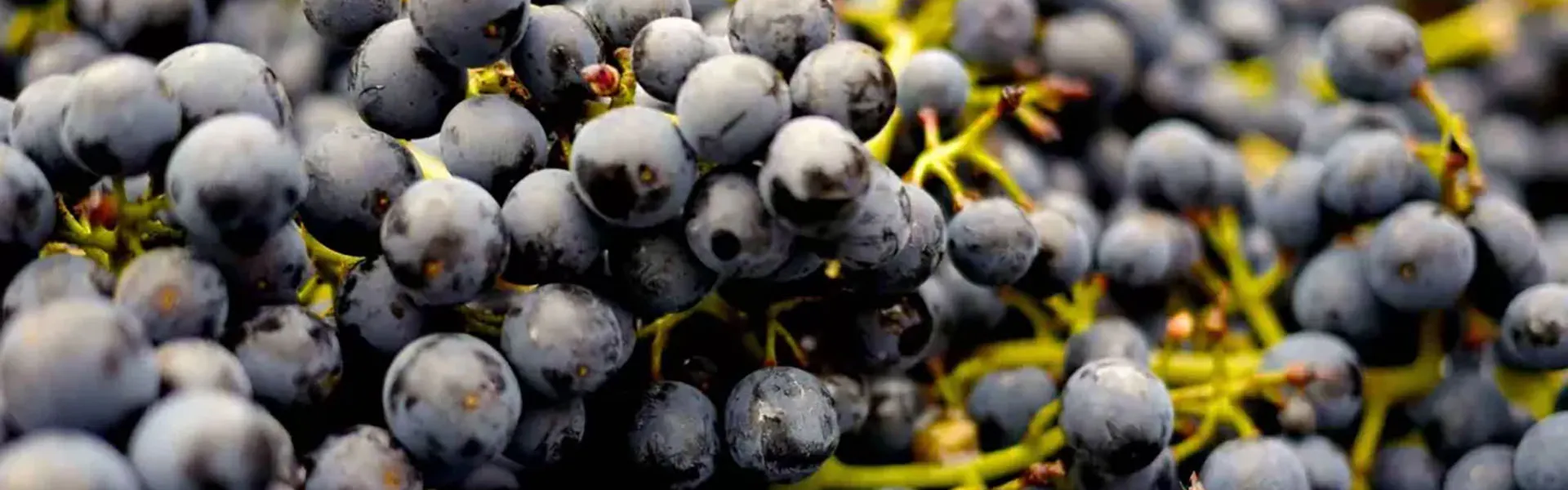 Enologia (winiarstwo)