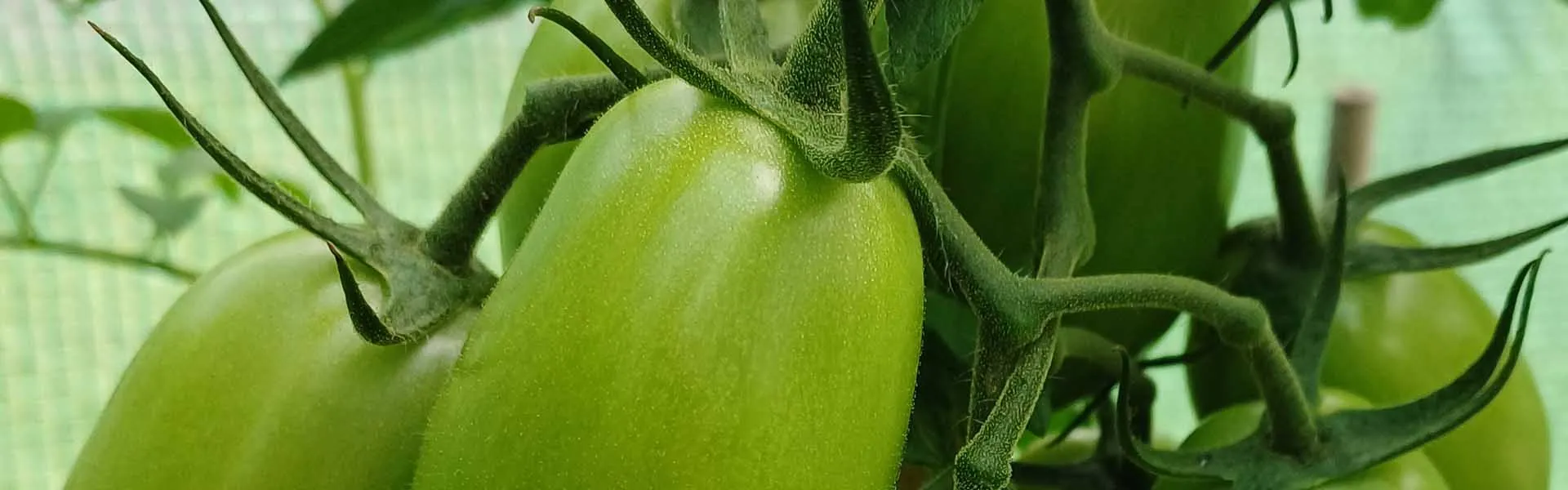 Wzbogacanie szklarni w CO₂