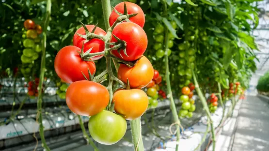 Gewächshausdüngung mit Kohlendioxid von Tomaten