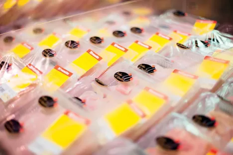 Gazy spożywcze dla MAP