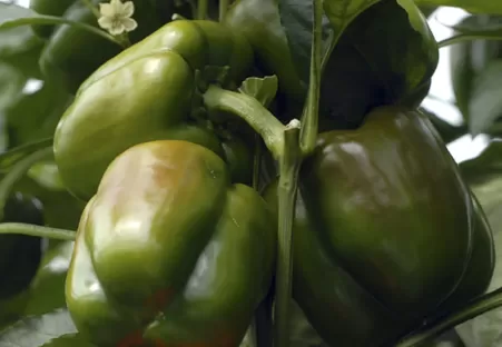 Wzbogacanie szklarni w CO2