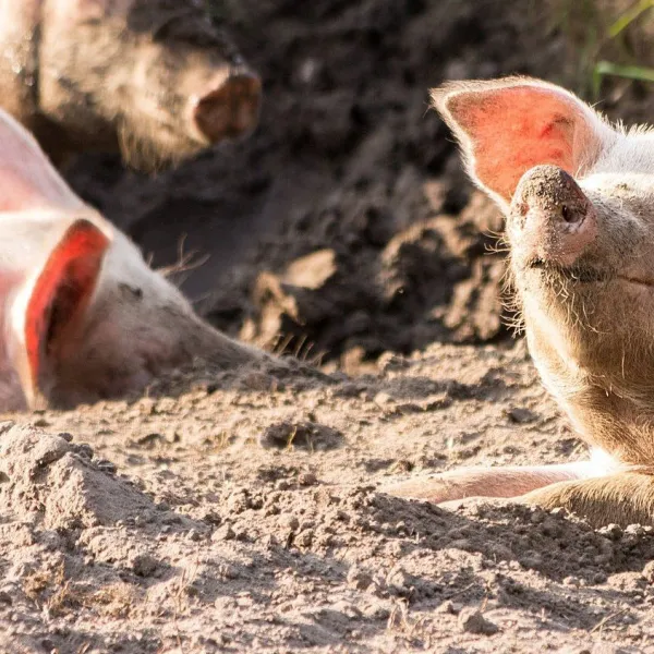 Oszałamianie zwierząt