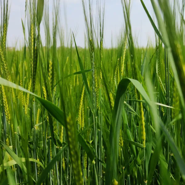 Solutions pour une agriculture durable